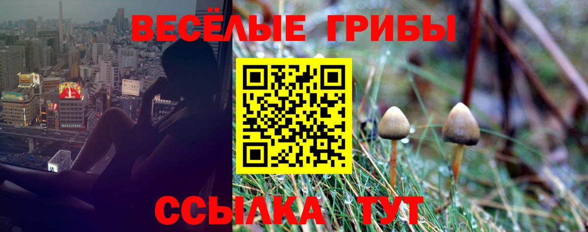 Псилоцибиновые грибы Magic Shrooms  Вход с VPN  закладки  Псилоцибиновые грибы Cubensis  Камышин 